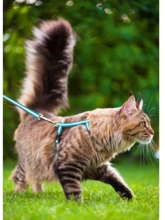 Zolux Zolux zielony zestaw spacerowy dla kota - Smycze dla kotów - miniaturka - grafika 2