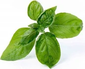 Pozostałe akcesoria do uprawy roślin - Veritable Veritable wkład nasienny Lingot - bazylia VE-0068259 - miniaturka - grafika 1