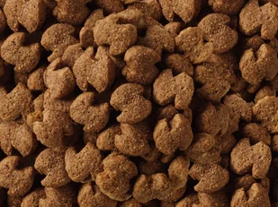 Eukanuba Breed Specific Adult Labrador Retriever 12 kg - Sucha karma dla psów - miniaturka - grafika 3