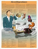 Pozostałe kosmetyki - 3B Scientific anatomiczne krojenia VR2792UU - miniaturka - grafika 1