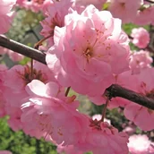 Sadzonki drzew krzewów - Krzew Migdałek 70 - 100 cm C5 - miniaturka - grafika 1