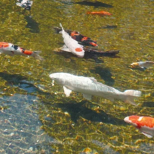 Outsideliving Ubbink Filtr do oczka wodnego AlgClear, UV-C 20000, 18 W, 1355133 - Oczka wodne - miniaturka - grafika 3