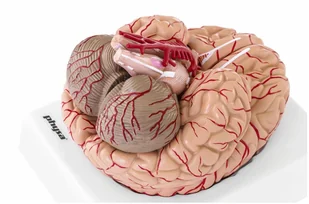 Physa Mózg - model anatomiczny PHY-BM-1 - Pomoce naukowe - miniaturka - grafika 3