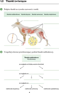 Wydawnictwo MAC Biologia. Zeszyt ćwiczeń klasa 6 881344 - Podręczniki dla szkół podstawowych - miniaturka - grafika 5