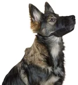 Kagańce dla psów - Kerbl 82143 Nylon kaganiec, czarny, xxl 82148 - miniaturka - grafika 1