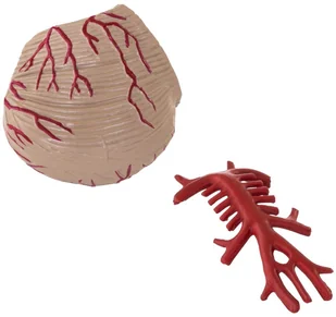 Physa Mózg - model anatomiczny PHY-BM-1 - Pomoce naukowe - miniaturka - grafika 5