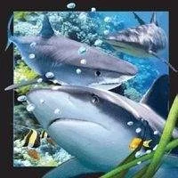 Worth-Keeping Gadżet Worth-Keeping Magnes na lodówkę 3D Rekin WIKR-1000416 WIKR-1000416 - Gadżety USB - miniaturka - grafika 2