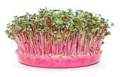 Nasiona na kiełki - Toraf Rzodkiewka China Rose 100 g Nas000463 - miniaturka - grafika 1