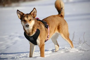 WauDog WauDog szelki dla psa typu guard - komfort rozm. S PINK - Szelki dla psów - miniaturka - grafika 5