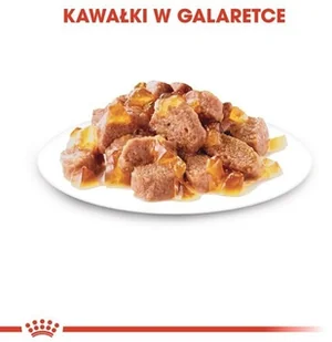 Royal Canin Feline Intense Beauty w galaretce karma mokra dla kotów dorosłych, zdrowa skóra, piękna sierść saszetka 85g 8740 - Mokra karma dla kotów - miniaturka - grafika 5