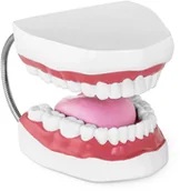 Pomoce naukowe - Physa Szczęki - model anatomiczny PHY-TM-2 - miniaturka - grafika 1