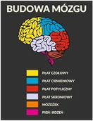 Pomoce naukowe - Naklejka na ścianę: Budowa mózgu ED051 - miniaturka - grafika 1