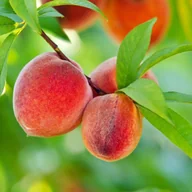 Sadzonki drzew krzewów - Brzoskwinie w odmianach - miniaturka - grafika 1