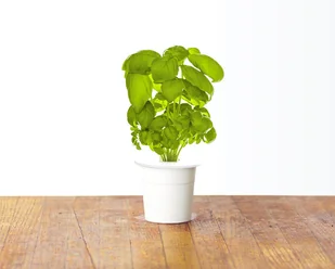 Click&Grow Kapsułki z nasionami Smart Soil 3 szt. bazylia 4742793007199 - Nasiona i cebule - miniaturka - grafika 2