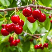 Sadzonki drzew krzewów - Czereśnie w odmianach - miniaturka - grafika 1