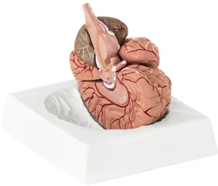 Physa Mózg - model anatomiczny PHY-BM-1 - Pomoce naukowe - miniaturka - grafika 4