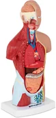 Pomoce naukowe - physa Tułów człowieka - model anatomiczny - physa - PHY-HT-1 PHY-HT-1 - miniaturka - grafika 1