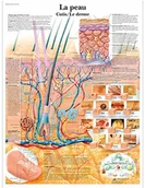 Pozostałe kosmetyki - 3B Scientific anatomiczne krojenia VR2283UU - miniaturka - grafika 1