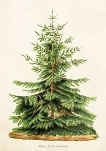 Skona Ting Karnet ST323 B6 + koperta Jodła - Religia i religioznawstwo - miniaturka - grafika 2