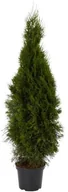 Sadzonki drzew krzewów - Thuja Smaragd 120-140 cm CTHUJA - miniaturka - grafika 1