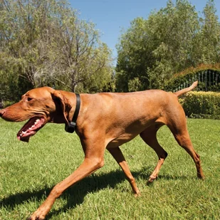 Ogrodzenie bezprzewodowe PetSafe bez kabla 32m - Artykuły szkoleniowe - miniaturka - grafika 4