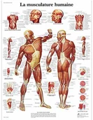Pozostałe kosmetyki - 3B Scientific anatomiczne krojenia VR2118UU - miniaturka - grafika 1