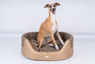 Ami Play Legowisko Elipsa Venus srebrne S - Legowiska dla psów - miniaturka - grafika 4