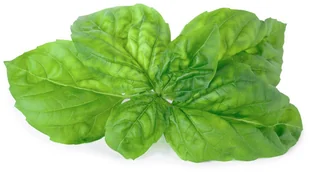 Veritable Wkład nasienny Lingot zioła nietypowe bazylia mamucia VLIN-O10-Bas058 - Pozostałe akcesoria do uprawy roślin - miniaturka - grafika 2