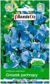 Nasiona i cebule - Plantico Groszek pachnący jasno niebieski - miniaturka - grafika 1