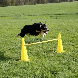 Kerbl Zestaw akcesoriów do tresury psa 2-w-1, żółty, 81994 - Zabawki dla psów - miniaturka - grafika 3