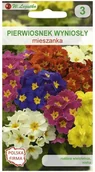 Nasiona i cebule - Legutko Pierwiosnek wyniosły MIESZANKA - miniaturka - grafika 1