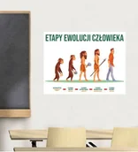 Pomoce naukowe - Naklejka edukacyjna: Etapy Ewolucji Człowieka ED067 - miniaturka - grafika 1