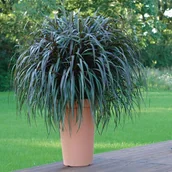 Sadzonki drzew krzewów - Trawa Vertigo doniczka fi 16 cm - miniaturka - grafika 1