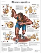 Pozostałe kosmetyki - 3B Scientific anatomiczne krojenia VR2188UU - miniaturka - grafika 1