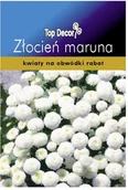 Nasiona i cebule - Top Decor Nasiona złocień Maruna White Ball - miniaturka - grafika 1