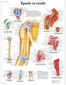 Pozostałe kosmetyki - 3B Scientific anatomiczne krojenia VR2170UU - miniaturka - grafika 1