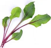 Pozostałe akcesoria do uprawy roślin - Veritable Veritable wkład nasienny Lingot - burak ćwikłowy VE-0068563 - miniaturka - grafika 1