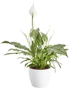 Kwiaty doniczkowe i cięte - GoodHome Skrzydłokwiat doniczka 14 cm - miniaturka - grafika 1