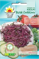 Nasiona i cebule - Toraf KIEŁKI Burak ćwikłowy nasiona 10g 00005 - miniaturka - grafika 1