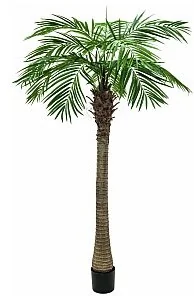 Europalms EUROPALMS Phoenix palma luxor, sztuczna roślina, 240 cm 82510722 - Sztuczne drzewka Europalms EUROPALMS Phoenix palma luxor, sztuczna roślina, 240 cm 82510722 - Sztuczne drzewka - miniaturka - grafika 1