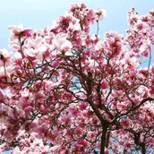 Sadzonki drzew krzewów - Magnolia w odmianach C3L - miniaturka - grafika 1