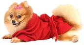 Ubranka dla psów - Doggy Dolly DOGGY DOLLY Płaszczyk z kokardą czerwony XXS 13-15 cm/26-28 cm - miniaturka - grafika 1