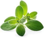 Pozostałe akcesoria do uprawy roślin - Veritable Veritable wkład nasienny Lingot - majeranek ogrodowy VLIN-A10-Mar03B - miniaturka - grafika 1