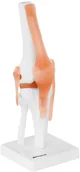Pomoce naukowe - Physa Staw kolanowy - model anatomiczny PHY-KJ-1 - miniaturka - grafika 1
