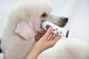 AESCULAP AESCULAP Maszynka do strzyżenia Aesculap Akkurata akumulatorowa biała GT405 - Maszynki i nożyczki dla psów - miniaturka - grafika 5