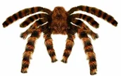 Halloween - Widmann Andreas 8264t-meszkiem Tarantula, Halloween dekoracja 8264T - miniaturka - grafika 1