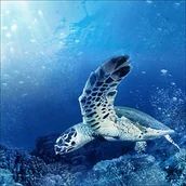 Pozostałe akcesoria dla plastyków - Pro-Art-Bilderpalette Pro-Art gla1078ze obraz na ścianę Glas-Art "Blue Sea i", kolorowy GLA1078ZE - miniaturka - grafika 1