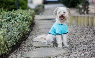 Ami Play T-shirt Miami 25cm - Ubranka dla psów - miniaturka - grafika 5