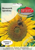 Nasiona i cebule - Torseed Nasiona Słonecznik ogrodowy 10g Torseed2005 - miniaturka - grafika 1