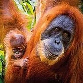 Kartki okolicznościowe i zaproszenia - Karnet kwadrat z kopertą Sumatran Orangutan and Baby - miniaturka - grafika 1